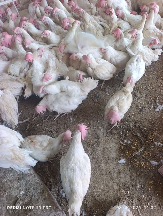 Продам несушки ломан Вайт