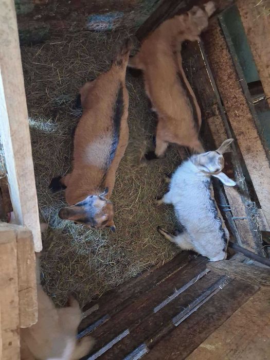 Vand capre rasa alpin francez si saanen la prima fatare