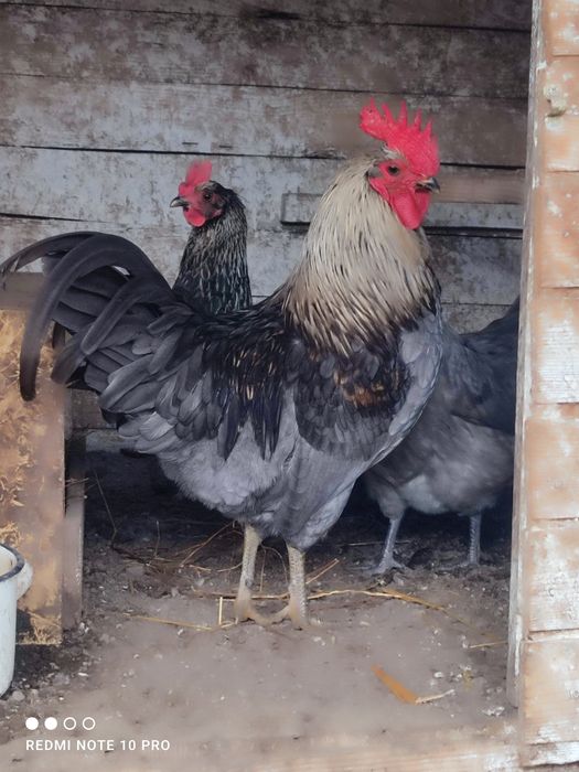 Разплодни яйца от Шведски Исбар