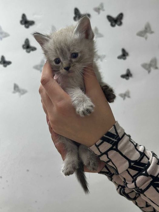 В добрые руки котят