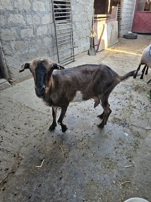 Capre si iezi de vânzare