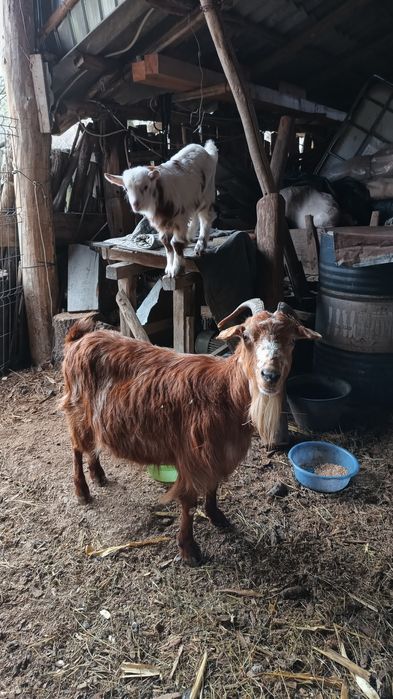 Capra cu ied de vanzare