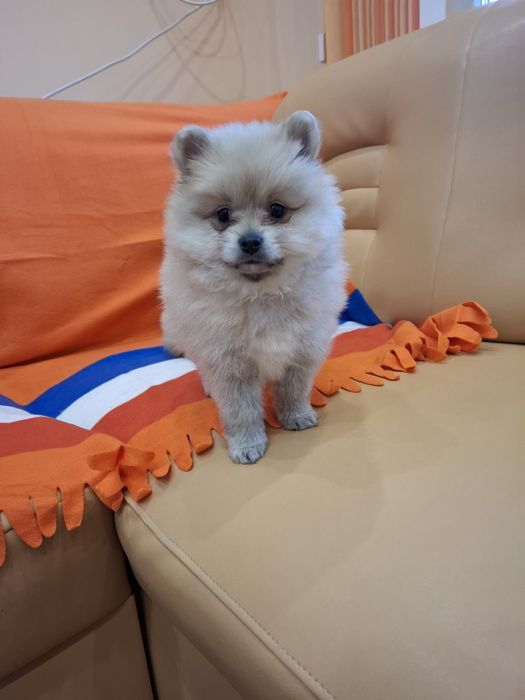 Померан померанчета Гр. София