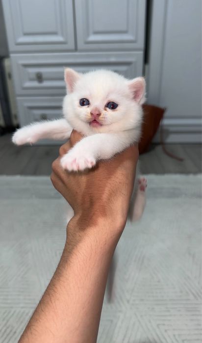 Британские шиншиллы ns12