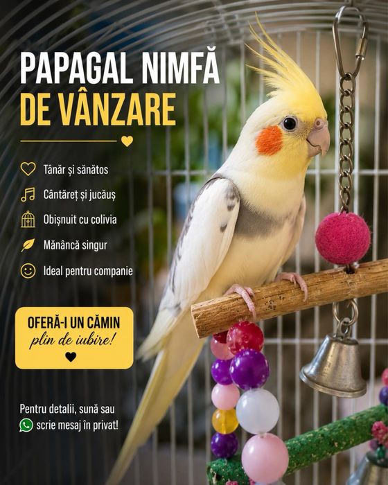 Papagal Nimfă femelă  blândă și frumoasă