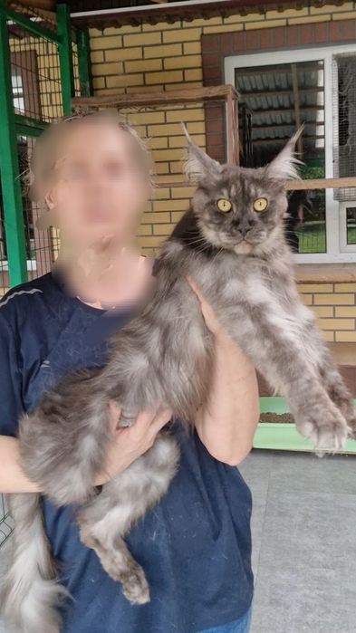 Молодые кошечки мейн-куны