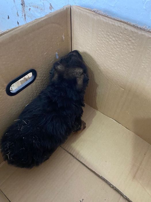 Немцкая овчарка