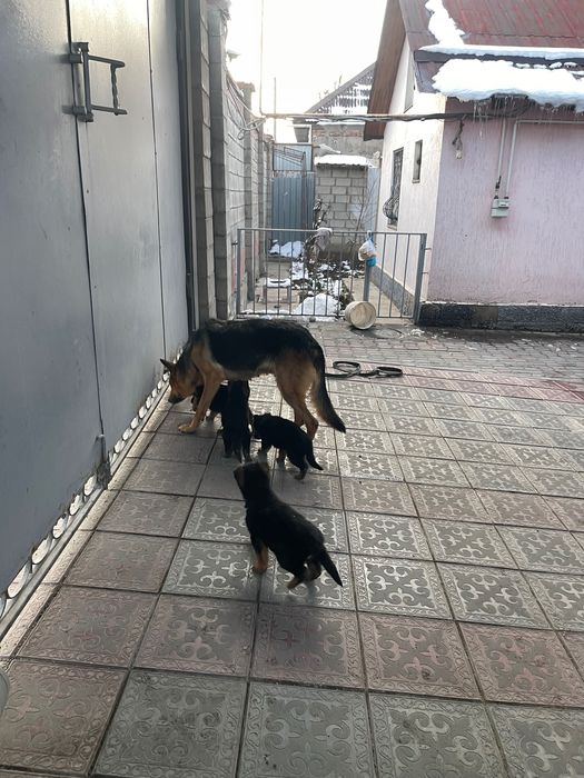 Немецкая овчарка (щенки)