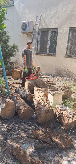 Озеленение в актау Садовник