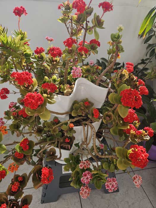 Flori Kalanchoe 6 nuante in ghiveci etajat