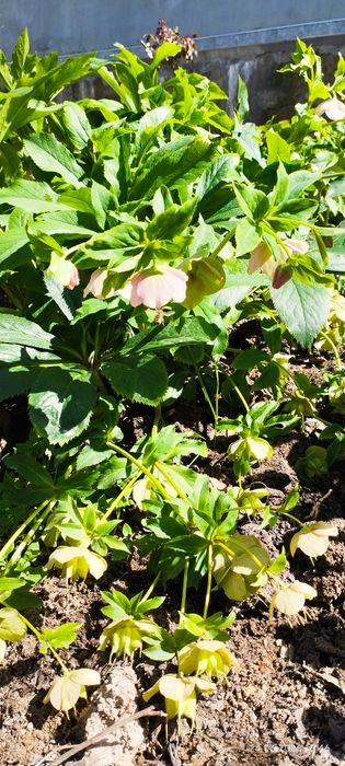 Продам цветы комнатные и садовые