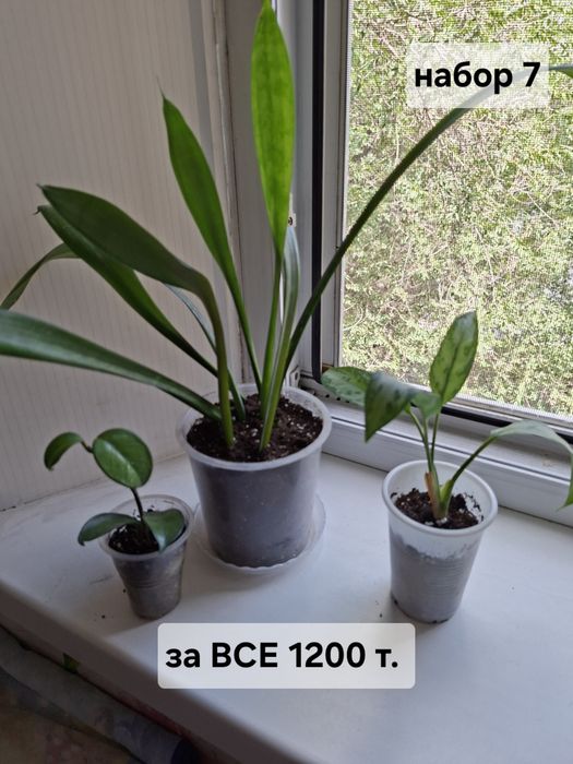Продаю цветы комнатные
