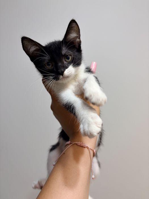 ofer spre adoptie 2 puiuti de pisicuta,o fetita si un baiatel