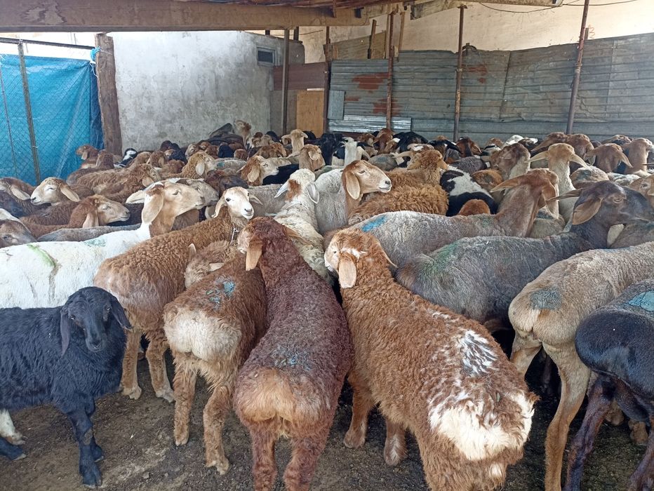 Кой кой  токты козы сек марка