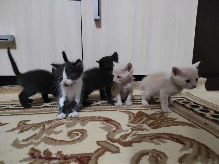 Отдам котят в хорошие руки