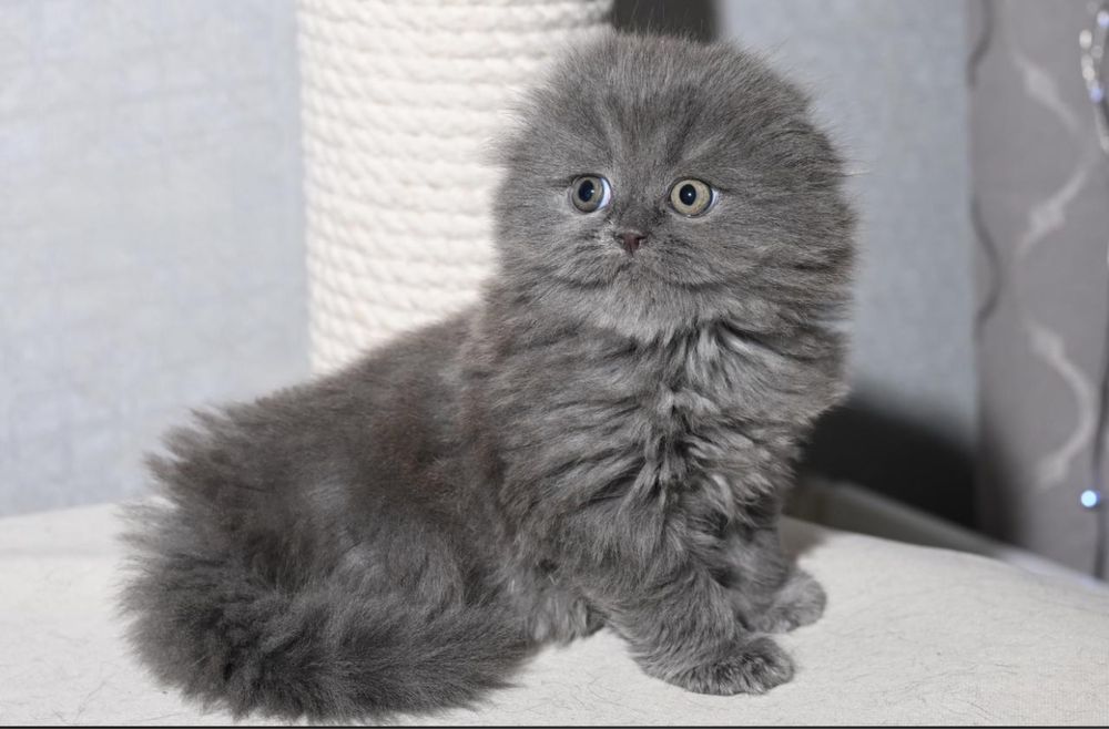 Шотландские котята Шоу класса