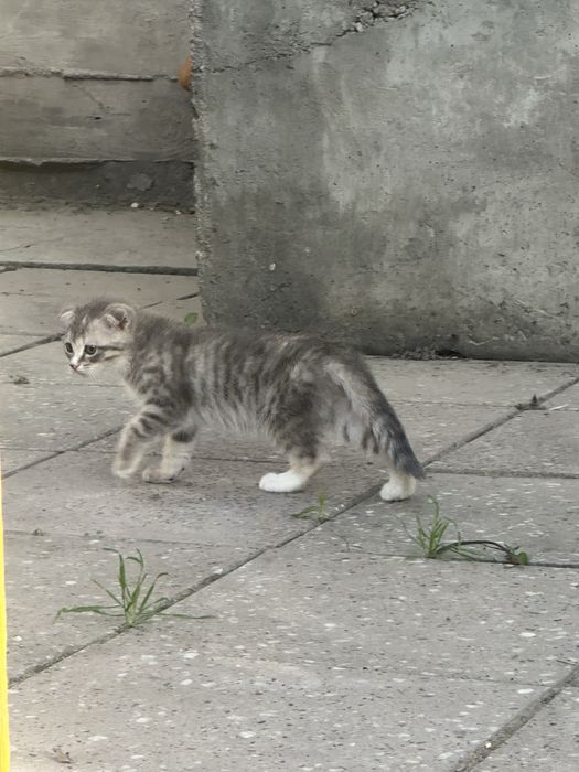 СРОЧНО отдаем котят в добрые руки!!