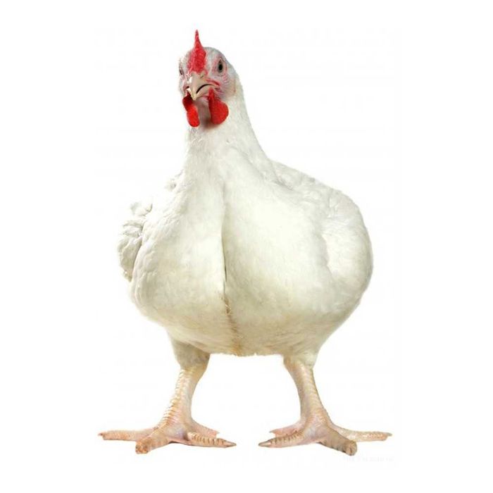 Яйцо инкубационное всех птиц