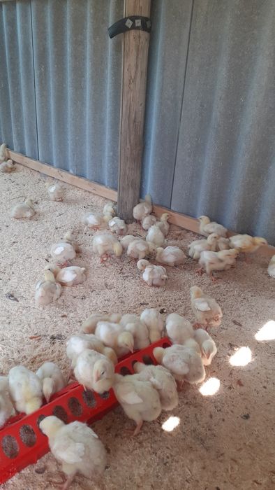 Бройлер кобб 500 сатылады