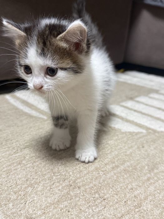 отдам котят 1 месяц им