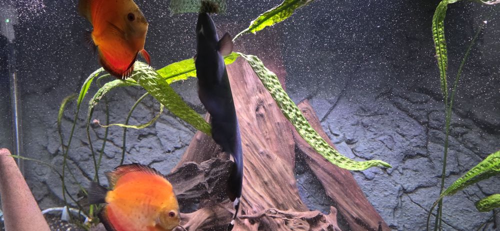 Продавам риба нож 2 бр