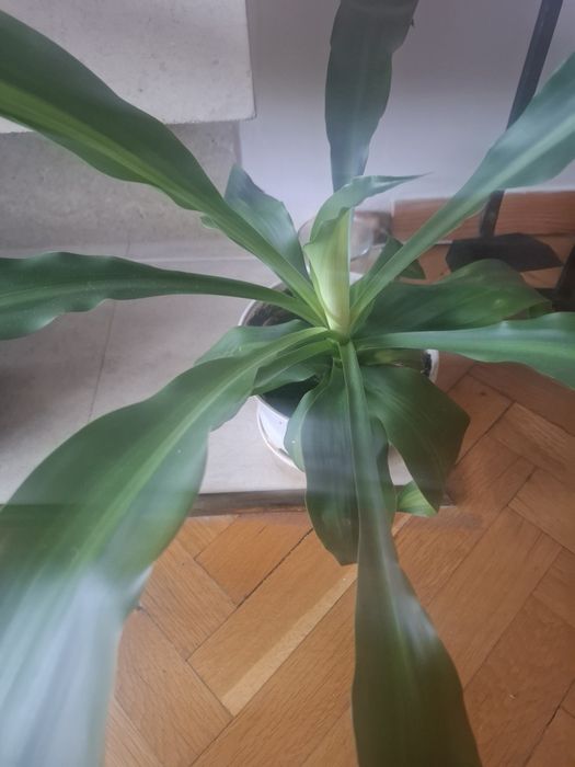 Декоративна палма