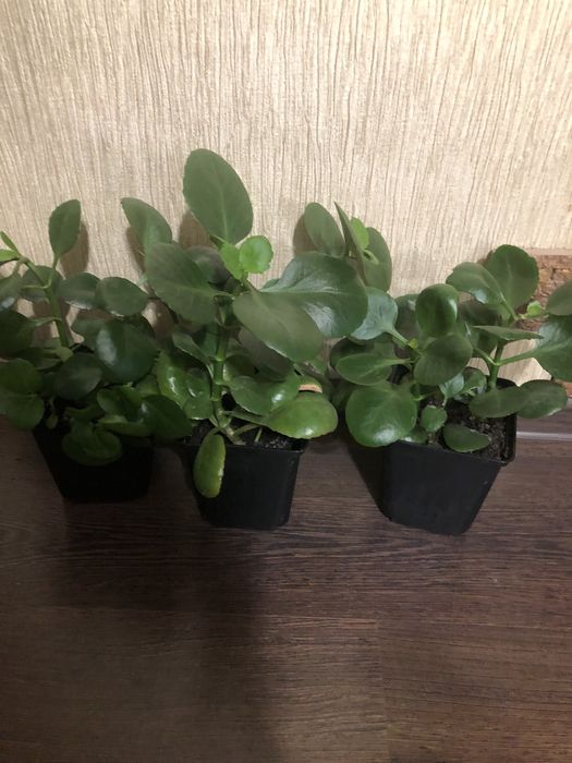 Продам комн. цветы