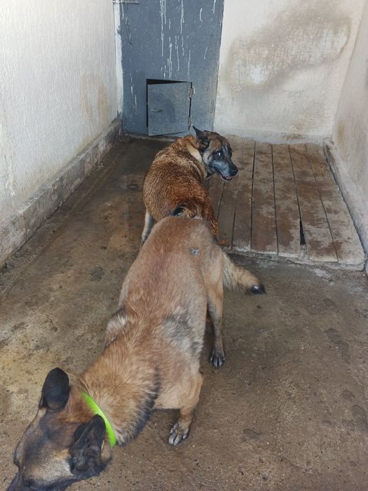 Малинуа белгейский овчарка