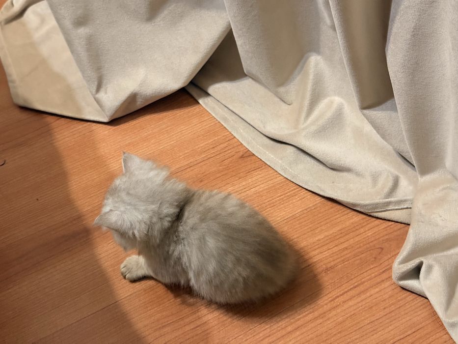 Скоттиш страйт котенок