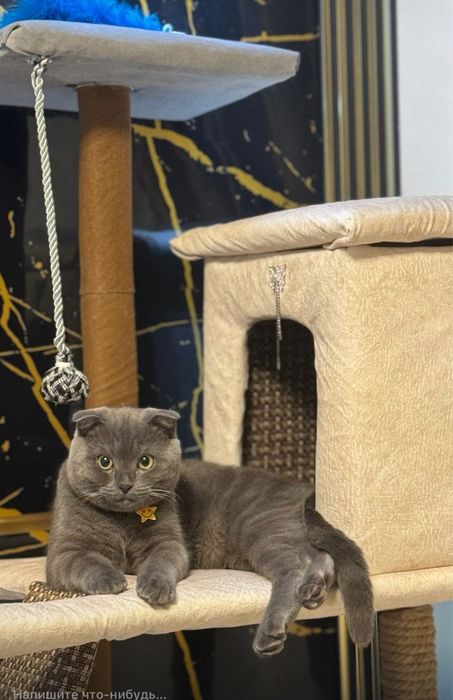 Ищем невесту для вязки