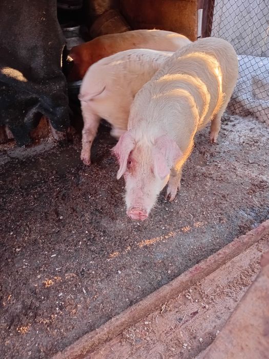 Продаётся поросят