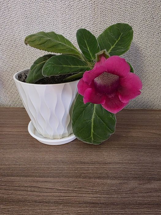 Продам комнатные растения