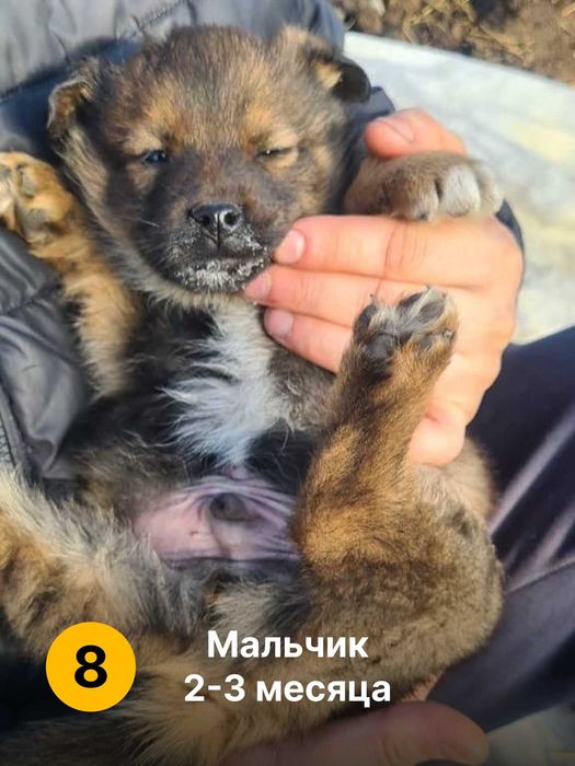 Дарим щенят. Мальчики и девочки