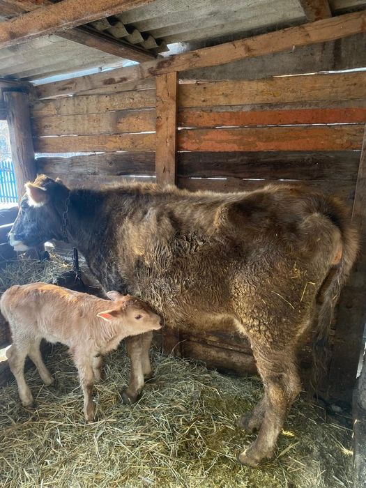 Продам корову с теленком