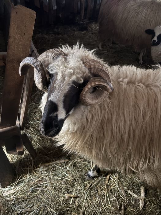 Oi cu. Miei. dupa ele