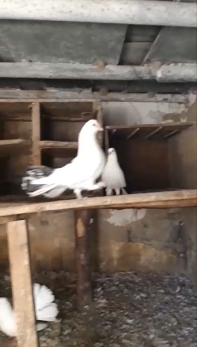 Павлиний голубь