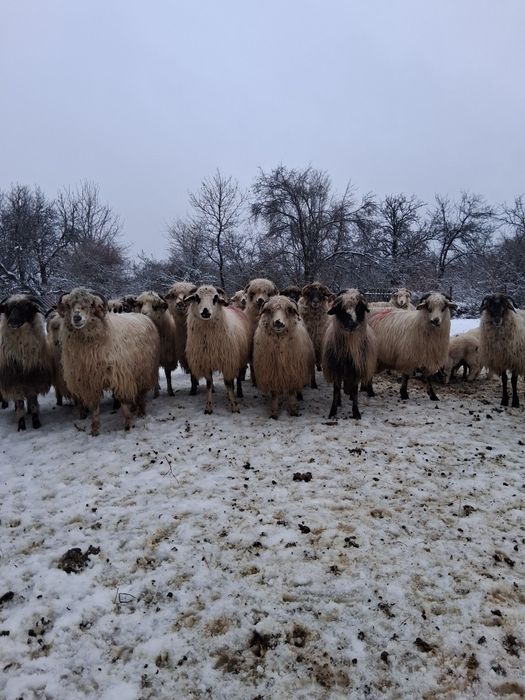 Vând 32 de oi 17 cu mei si 15 gata sa fete