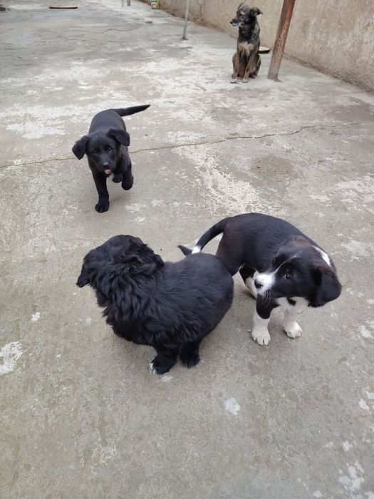 Щенки красивые, будут среднего размера