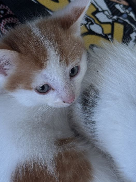 Отдам котят в добрые руки!