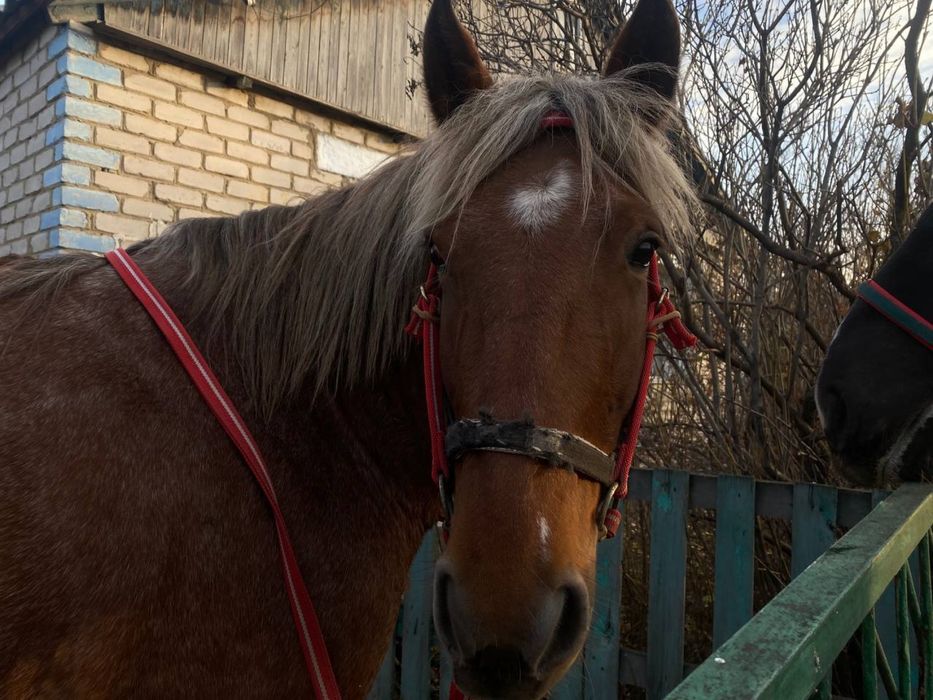 Продам жерёбую кобылу