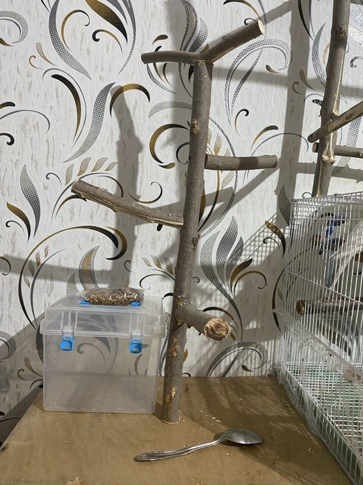 продам попугаев, клетки, стенды, все вместе 30к