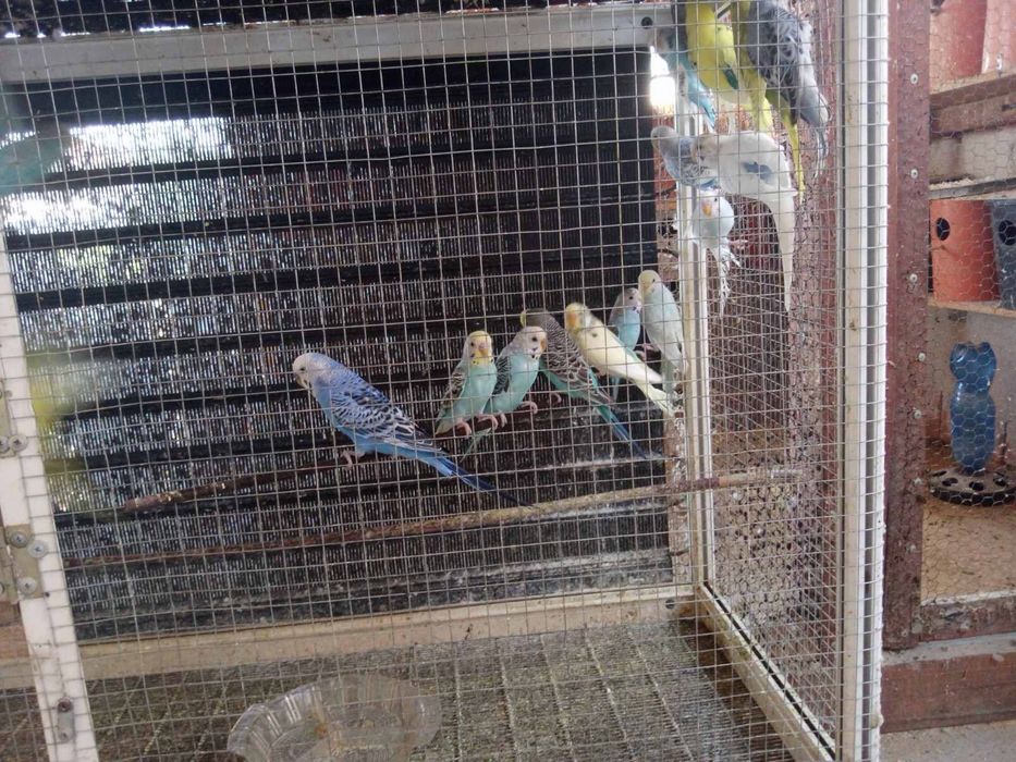 Кокошки и петли