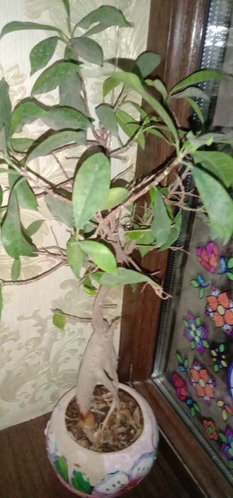 Продаю пальму финиковую.и фикус