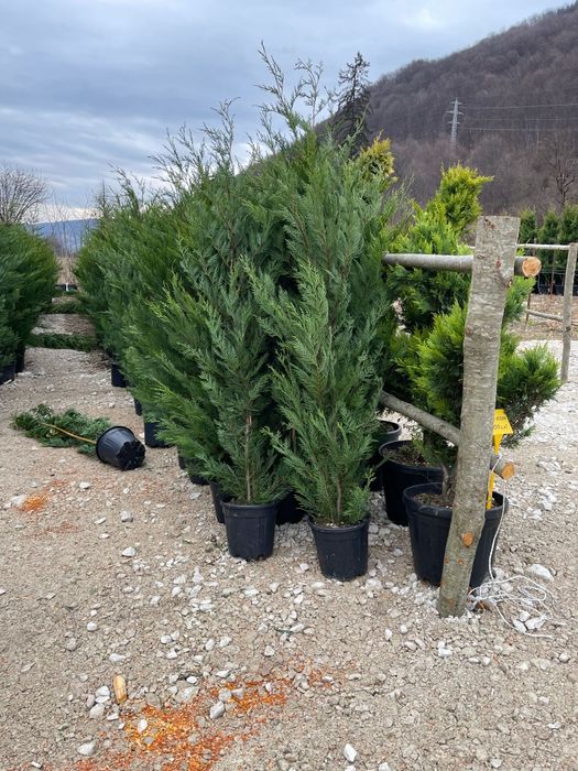 Vindem leylandy si smaragd de mai multe dimensiuni, Leylandii gard viu