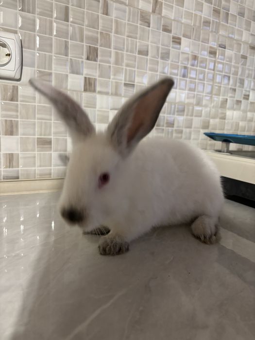 Vând iepuri mici californian+uriaș de transilvania