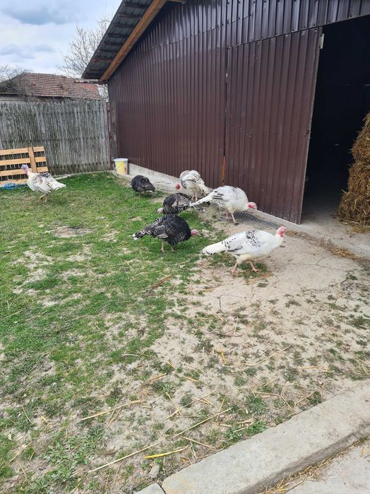 Vand curci si curcani de tara