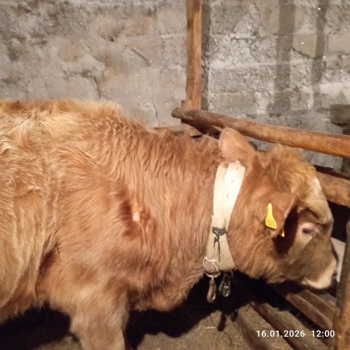 Продам двух быков!