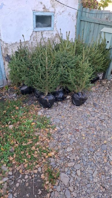 Саженцы ели и сосны