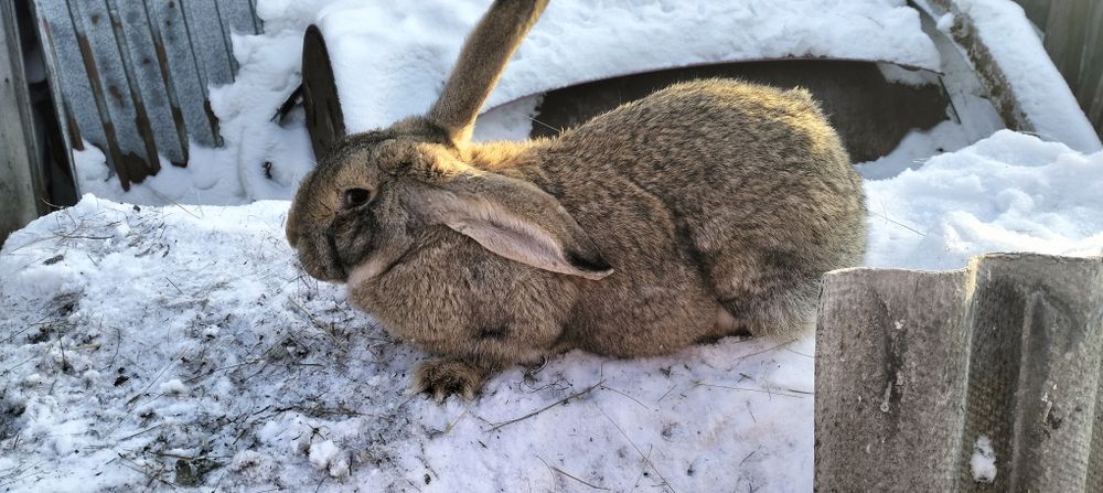 Продам девочку помесь фландер с великаном