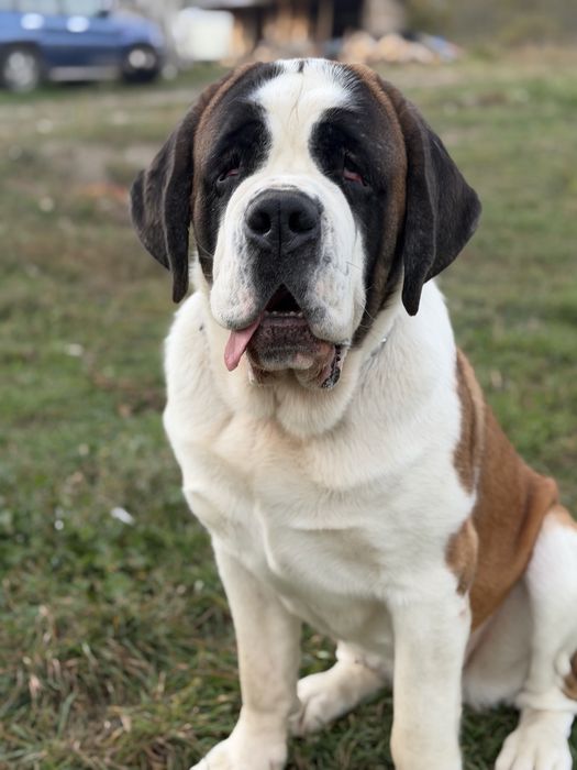 Femela de Saint Bernard cu Pedigree